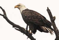 Fourth Cycle Bald Eagle