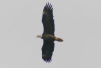 Fourth Cycle Bald Eagle