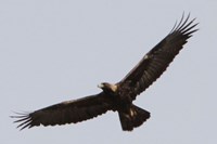 Golden Eagle