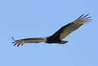 Turkey Vulture