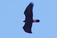 Adult Golden Eagle
