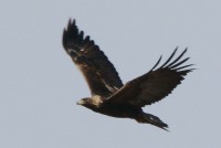 Adult Golden Eagle