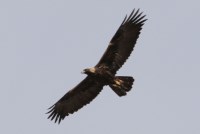 Adult Golden Eagle