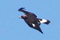 Immature Golden Eagle