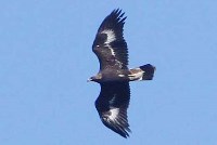 Immature Golden Eagle