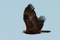 Subadult Golden Eagle