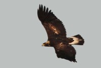 Subadult Golden Eagle