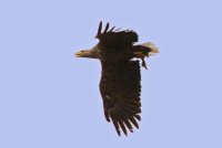 Adult White-tailed Eagle