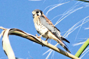 American Kestrel