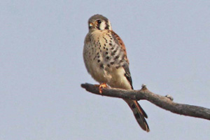 American Kestrel