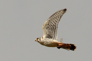 American Kestrel