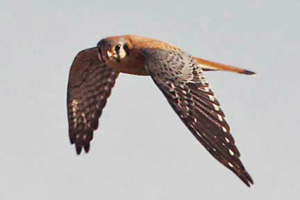 American Kestrel