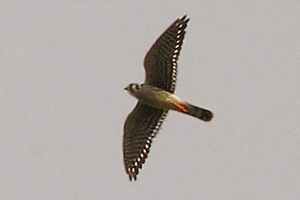 American Kestrel