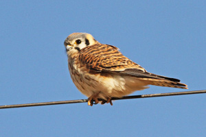 American Kestrel