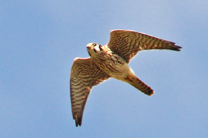 American Kestrel