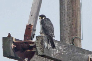 Peregrine Falcon