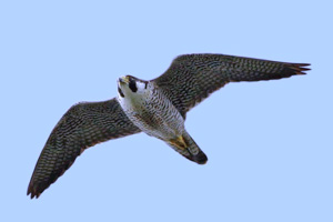 Peregrine Falcon