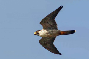 Peregrine Falcon