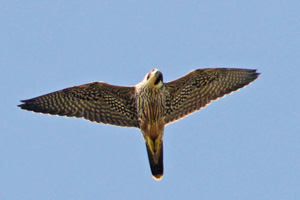 Peregrine Falcon