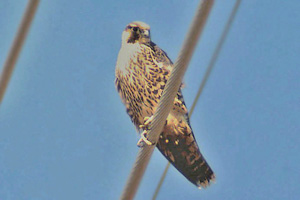 Peregrine Falcon