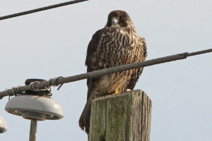 Peregrine Falcon