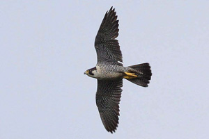 Peregrine Falcon