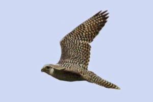 Gyrfalcon