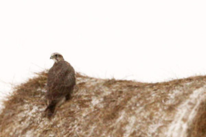 Gyrfalcon