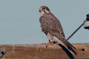 Prairie Falcon