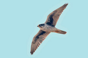 Prairie Falcon