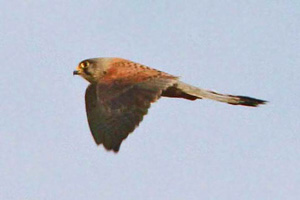 Eurasian Kestrel