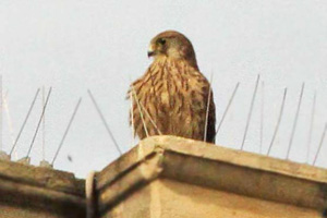 Eurasian Kestrel