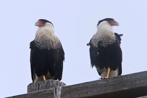 Crested Caracara