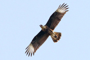 Crested Caracara