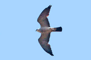 Mississippi Kite