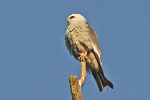 Mississippi Kite