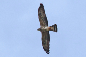 Mississippi Kite