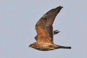 Mississippi Kite