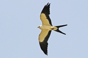 Swallow-tailed Kite