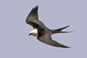 Swallow-tailed Kite