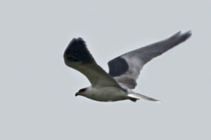 White-tailed Kite