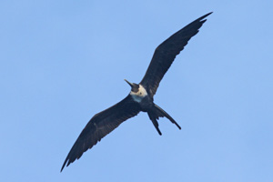 Magnificent Frigatebird