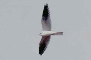 White-tailed Kite