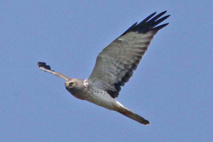 adult male Northern Harrier