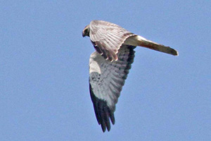 adult male Northern Harrier