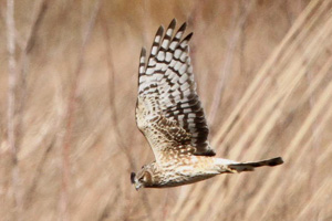 adult female Northern Harrier