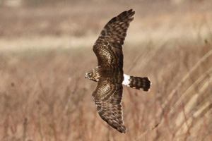 adult female Northern Harrier