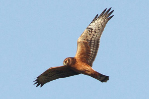 immature Northern Harrier